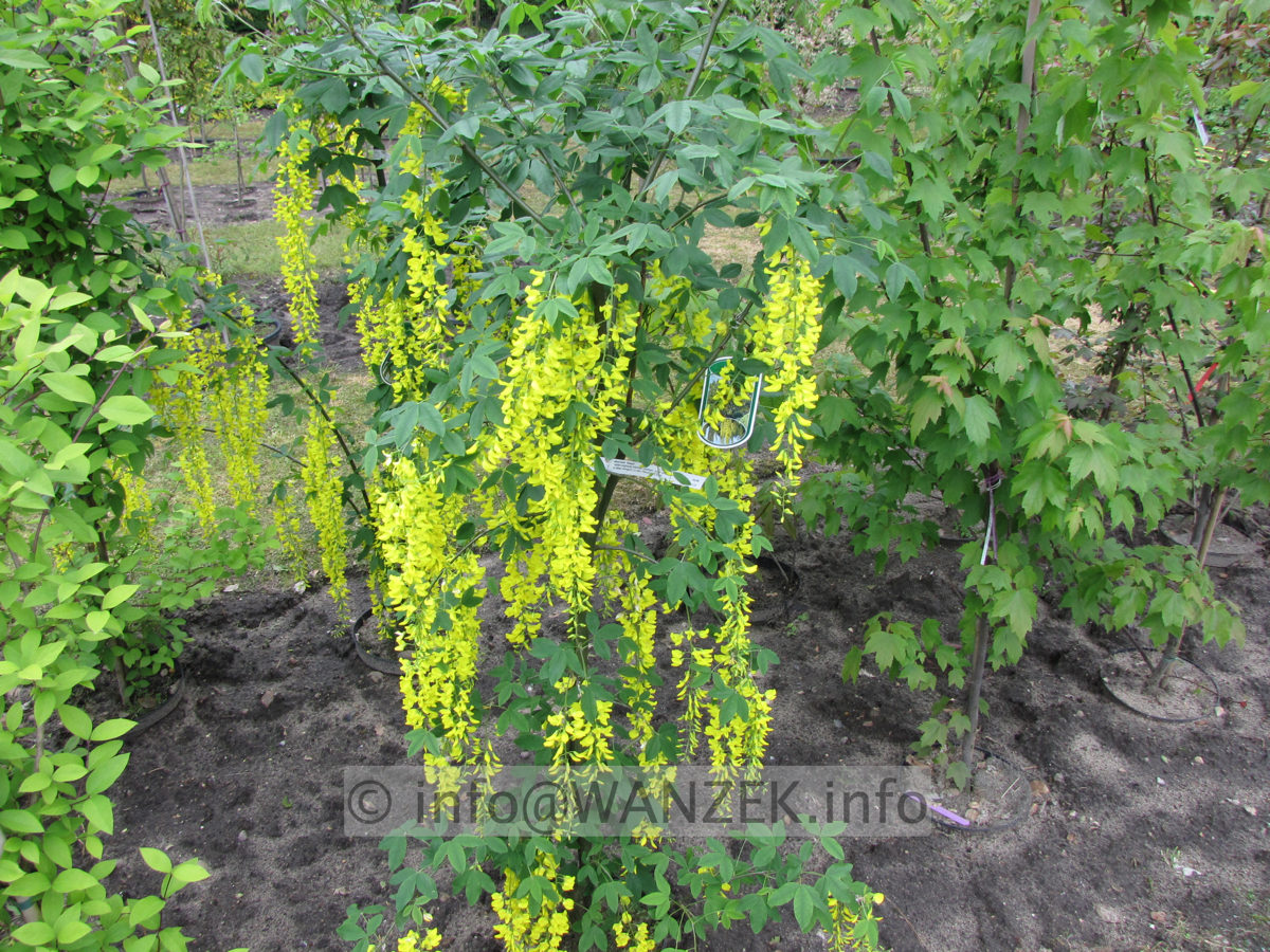 Laburnum Vossii 02.JPG